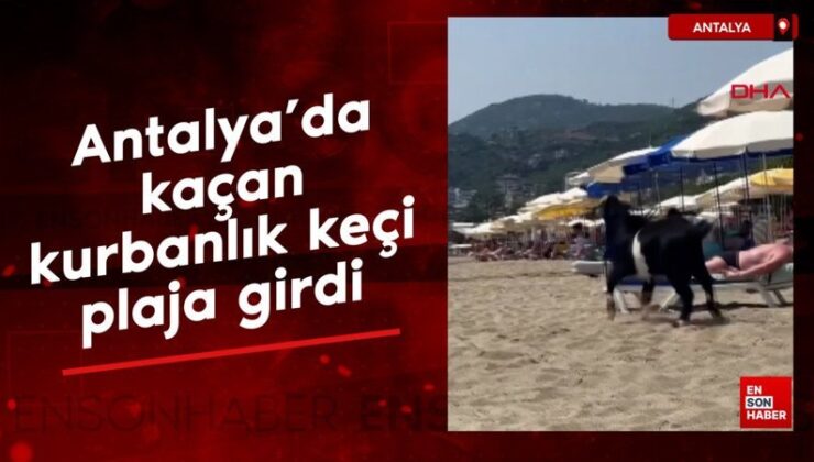 Antalya’da kaçan kurbanlık keçi, plaja girdi