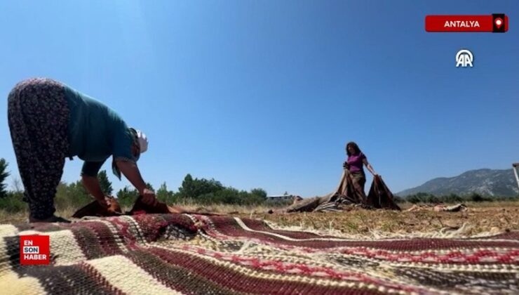 Antalya’nın ‘halı tarlaları’na dokuma halı ve kilimler serilmeye başlandı