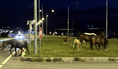Ardahan’da acıkan yılkı atları etraf yoluna çıktı