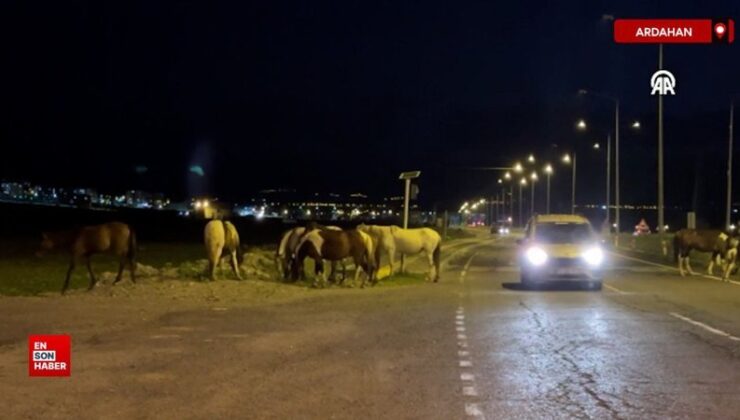 Ardahan’da yiyecek için kara yoluna inen yılkı atları trafiği aksattı