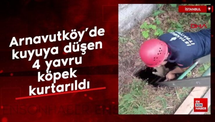 Arnavutköy’de kuyuya düşen 4 yavru köpek kurtarıldı
