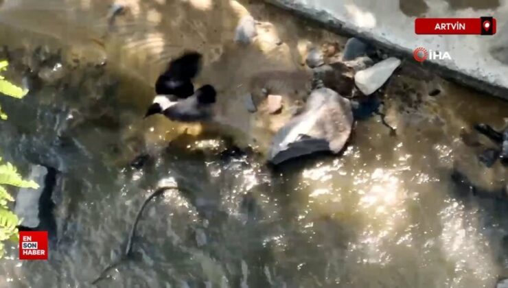 Artvin’de karga yılana saldırdı