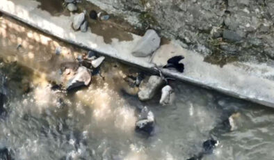 Artvin’de karganın yılan avı