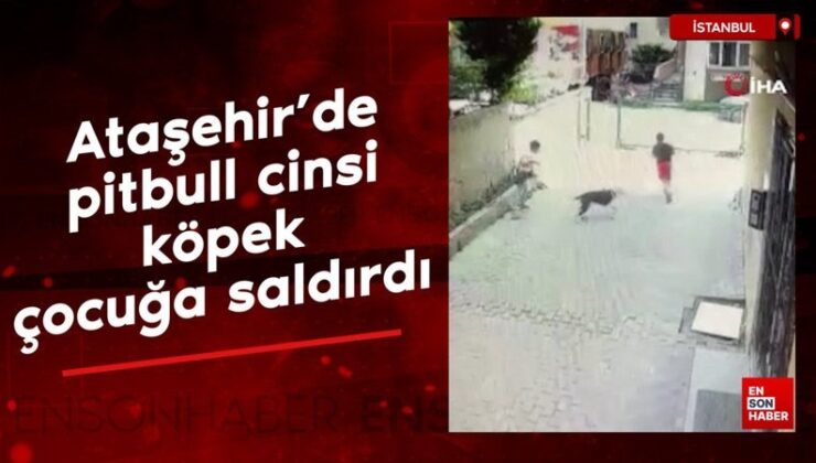 Ataşehir’de pitbull cinsi köpek çocuğa saldırdı