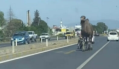 Aydın’da kaçan deveyi sahibi motorla kovaladı