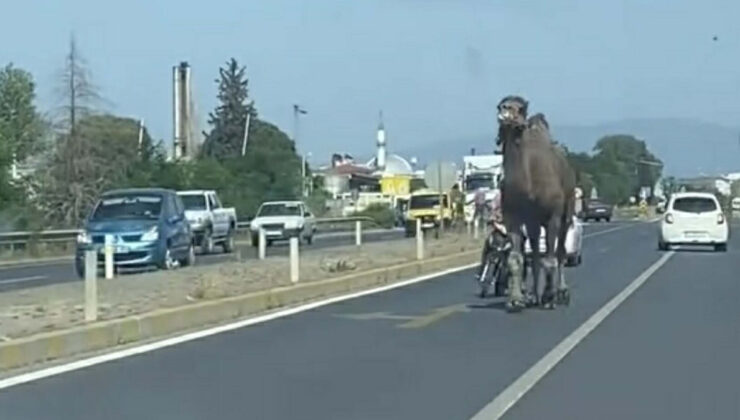 Aydın’da kaçan deveyi sahibi motorla kovaladı