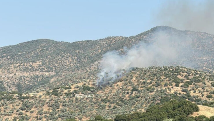 Aydın’da zeytinlik alanda yangın