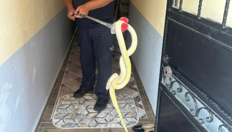 Balıkesir’de konuta yılan girdi