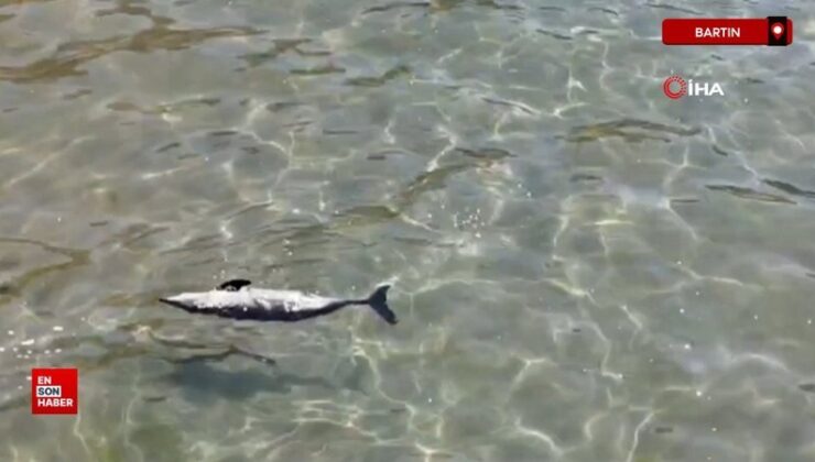 Bartın’da yaralı yunus karaya vurdu