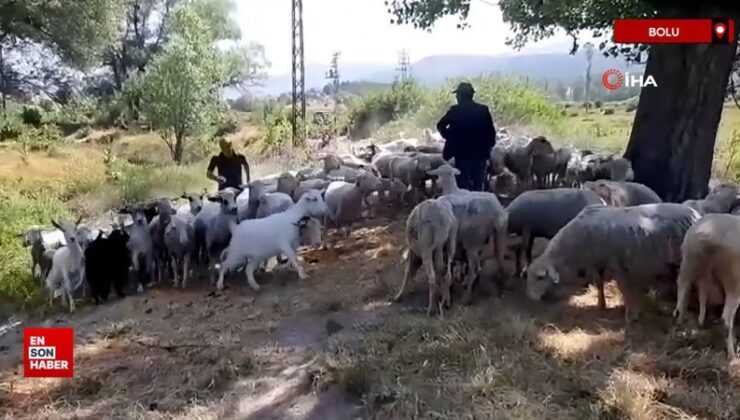 Bolu’da başıboş köpekler sürüye saldırdı