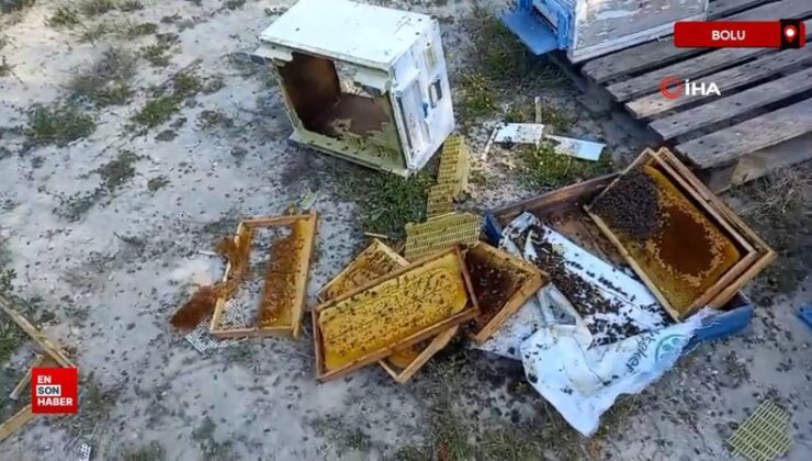 Bolu’da kovanlara ayı saldırısı: Şükür yalnızca birini parçaladı