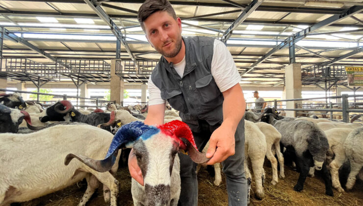 Bursa’da bordo-mavi boynuzlu koçlar kurban pazarının gözdesi