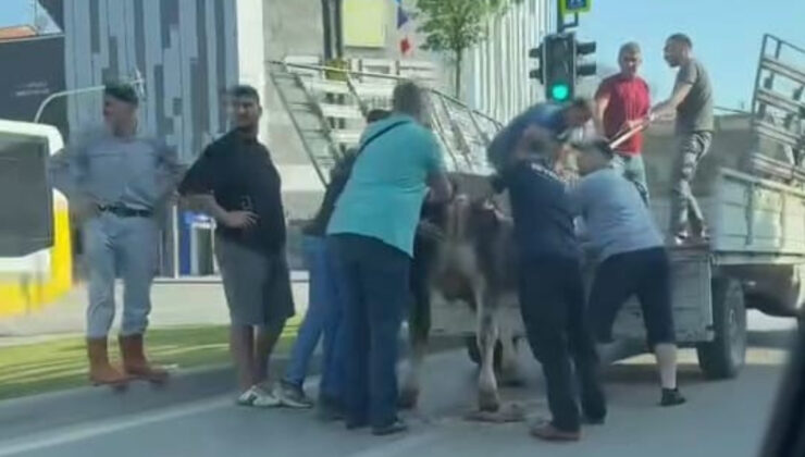 Bursa’da kurbanlıklar kaçtı, vatandaşlar peşlerine düştü
