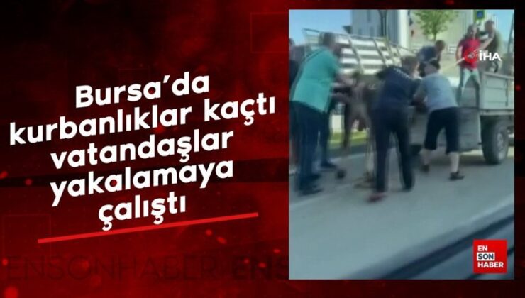 Bursa’da kurbanlıklar kaçtı, vatandaşlar yakalamaya çalıştı