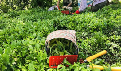 ÇAYKUR, kuru çay fiyatlarına yüzde 15 artırım yaptı