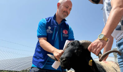 Cumhurbaşkanı Erdoğan’ın bağışladığı koçlar kesildi