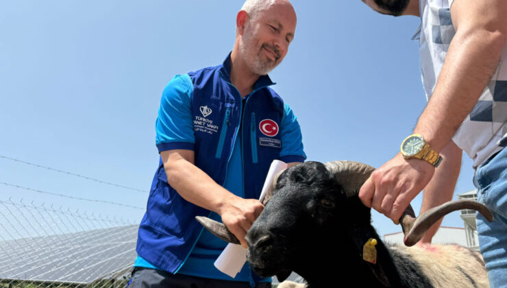 Cumhurbaşkanı Erdoğan’ın bağışladığı koçlar kesildi