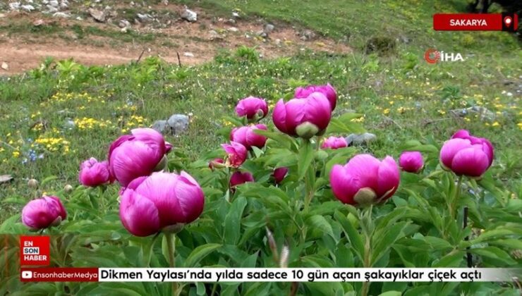Dikmen Yaylası’nda yılda yalnızca 10 gün açan şakayıklar çiçek açtı