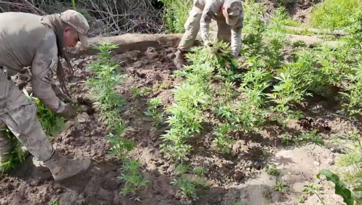 Diyarbakır’da 12,3 milyon adet kök kenevir ve skunk ele geçirildi