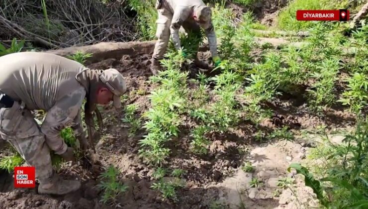 Diyarbakır’da 127 kg esrar ele geçirildi
