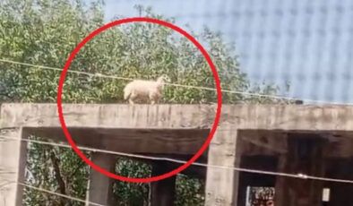 Diyarbakır’da koç 3 katlı binanın üzerine çıkınca sahibi satmaktan vazgeçti