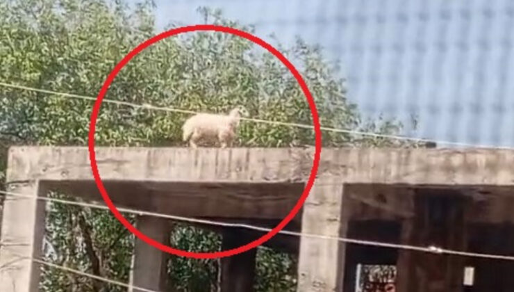 Diyarbakır’da koç 3 katlı binanın üzerine çıkınca sahibi satmaktan vazgeçti