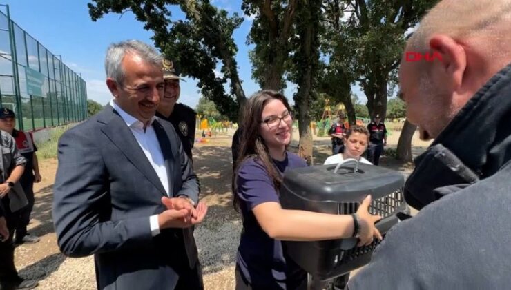 Edirne’de ağaçta mahsur kalan kedi için vali devreye girdi