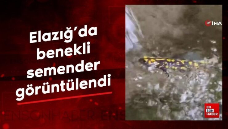 Elazığ’da benekli semender görüntülendi