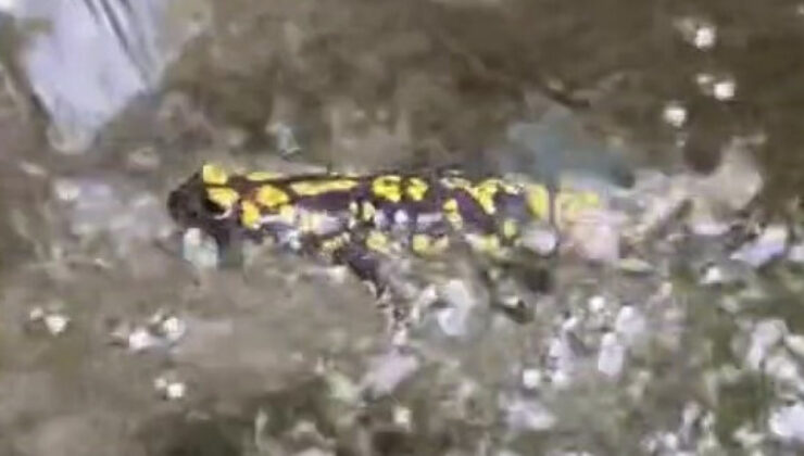 Elazığ’da sarı benekli semender görüntülendi