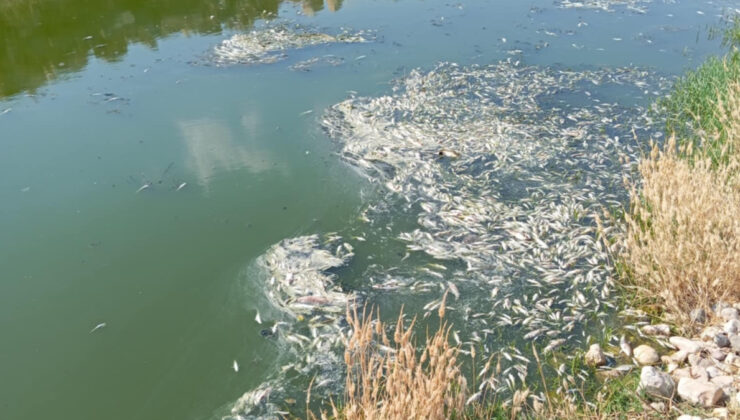 Gaziantep’te Araban Karasu Çayı’ndaki balık vefatları inceleniyor