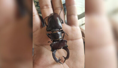 Geyik böceğini öldürene 557 bin lira ceza kesilecek