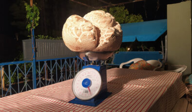 Görenler inanamadı: Sivas’ta 8 kilo tartısında mantar bulundu