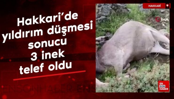 Hakkari’de yıldırım düşmesi sonucu 3 inek telef oldu