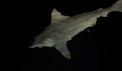 Hatay’da 2,5 metrelik devasa bir köpekbalığı yakaladı: Denize bıraktı