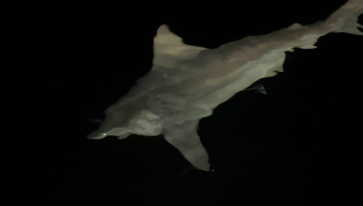 Hatay’da 2,5 metrelik devasa bir köpekbalığı yakaladı: Denize bıraktı