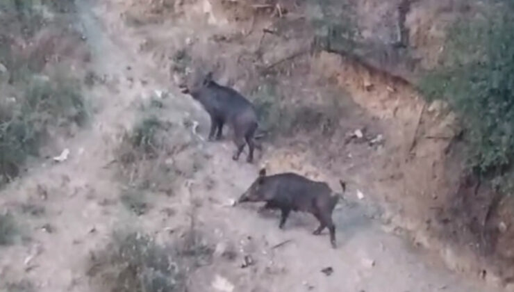 Hatay’da aç kalan yaban domuzları mahalleye indi
