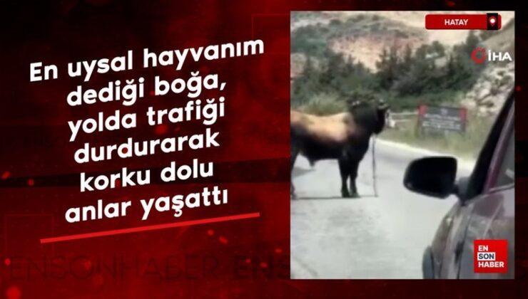 Hatay’da boğa, karayolunda trafiği durdurarak endişe dolu anlar yaşattı
