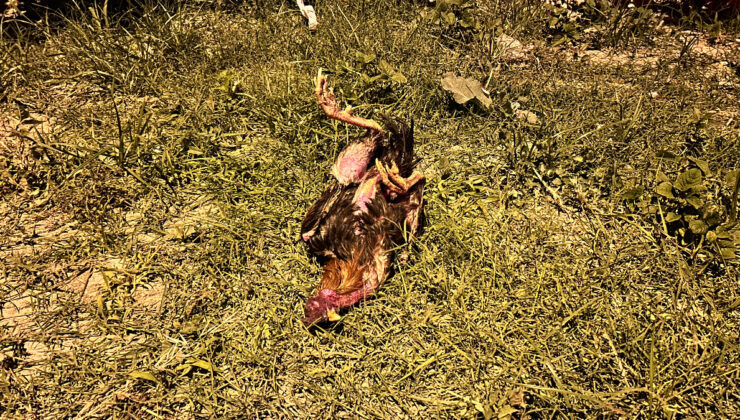 Hatay’da kazada telef olan horoz için kalp masajı yaptı