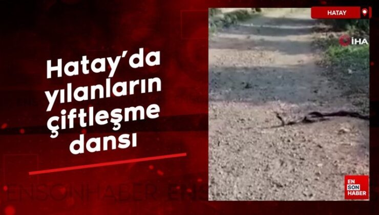 Hatay’da yılanların çiftleşme dansı