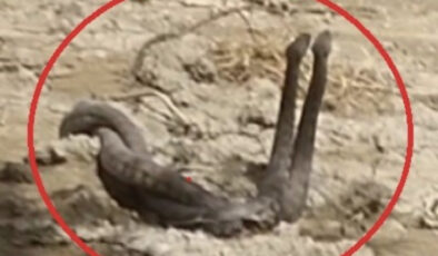 Hatay’da yılanların çiftleşme dansı kameraya yansıdı