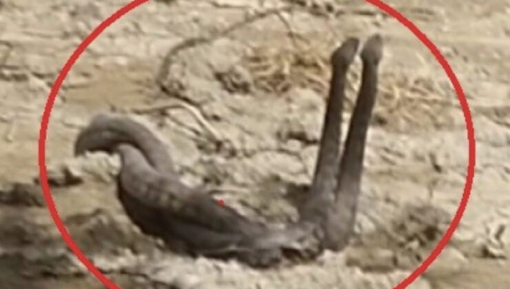 Hatay’da yılanların çiftleşme dansı kameraya yansıdı