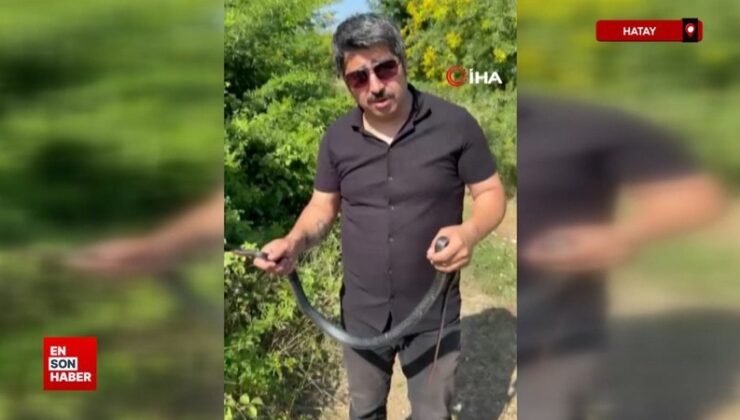 Hatay’da “Zararsız, öldürmeyin” dediği yılan bir anda elini ısırdı