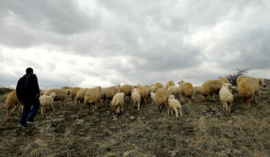 Hayvancılıkta yabancı çoban istihdamı: Dala nefes aldırması bekleniyor