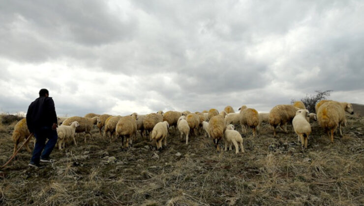 Hayvancılıkta yabancı çoban istihdamı: Dala nefes aldırması bekleniyor