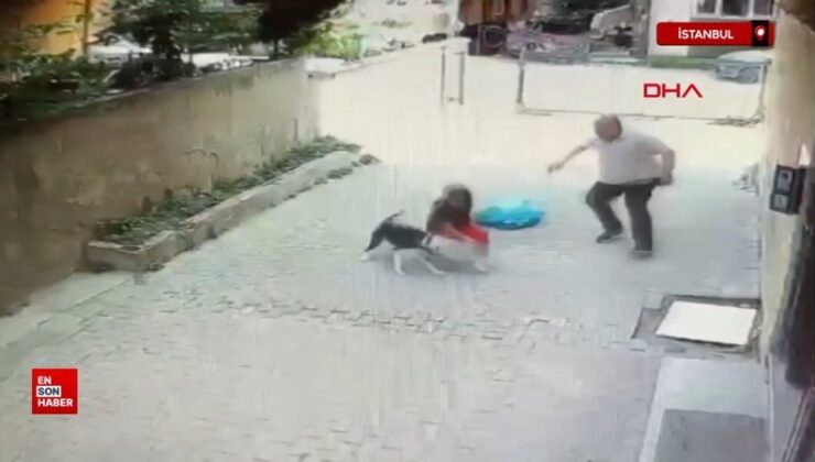 İstanbul’da 7 yaşındaki çocuğa Pitbull saldırdı