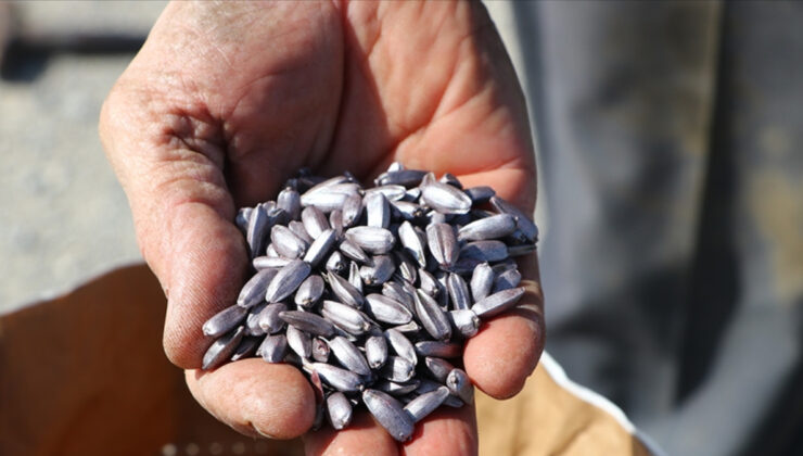 İstanbul’da çiftçilere dağıtılan tohumların yüzde 80’i yerli