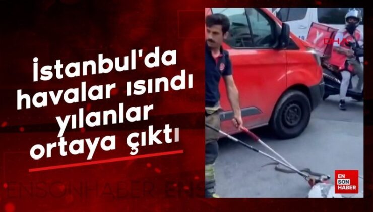 İstanbul’da havalar ısındı, yılanlar ortaya çıktı