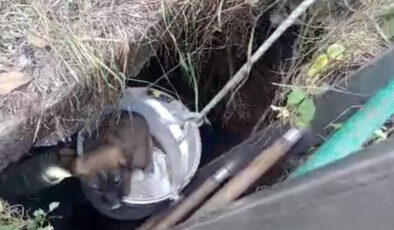 İstanbul’da kuyuya düşen köpeklerin yardımına itfaiye koştu