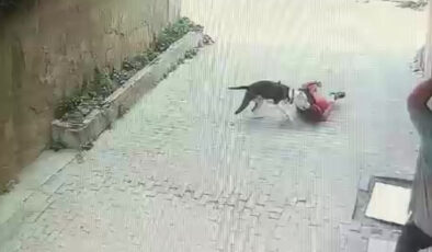 İstanbul’da pitbull cinsi köpek çocuklara saldırdı