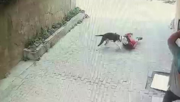 İstanbul’da pitbull cinsi köpek çocuklara saldırdı